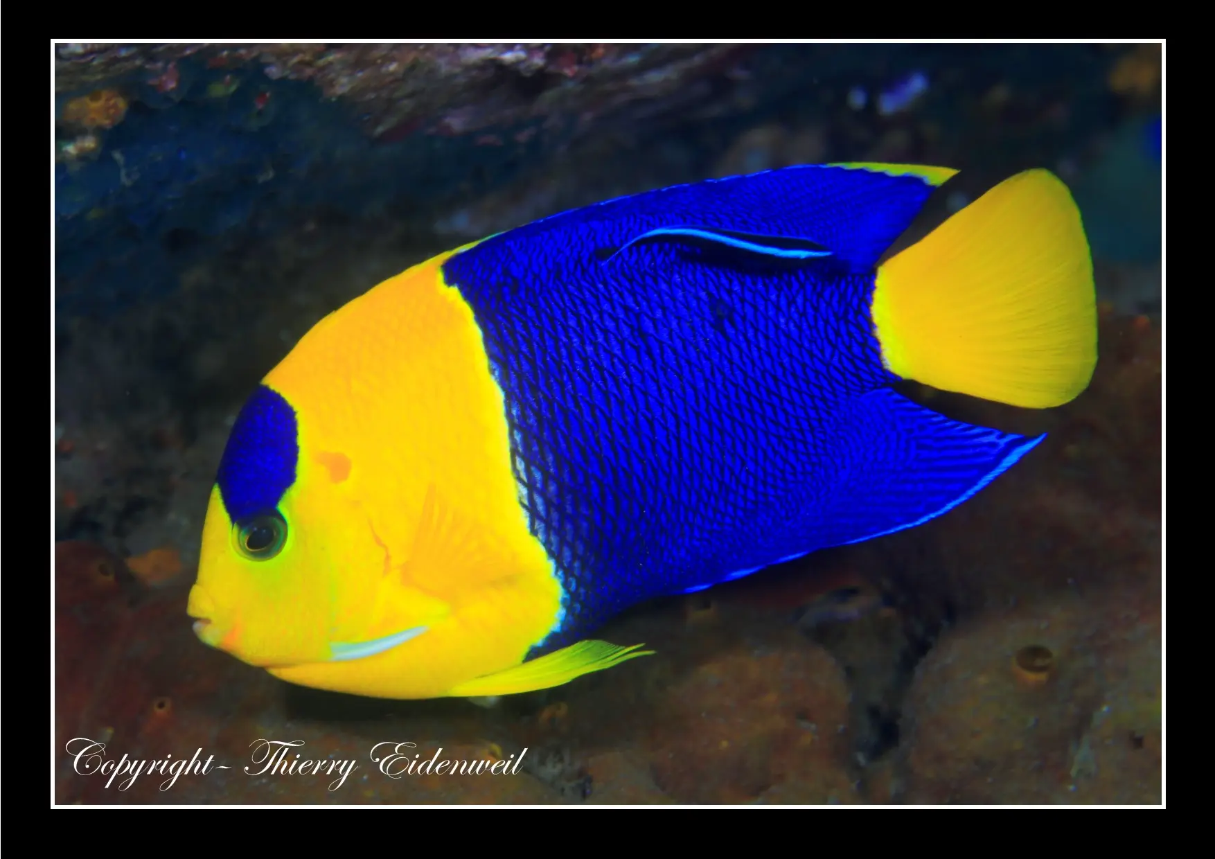 Anilao Macro Dive Media Highlight